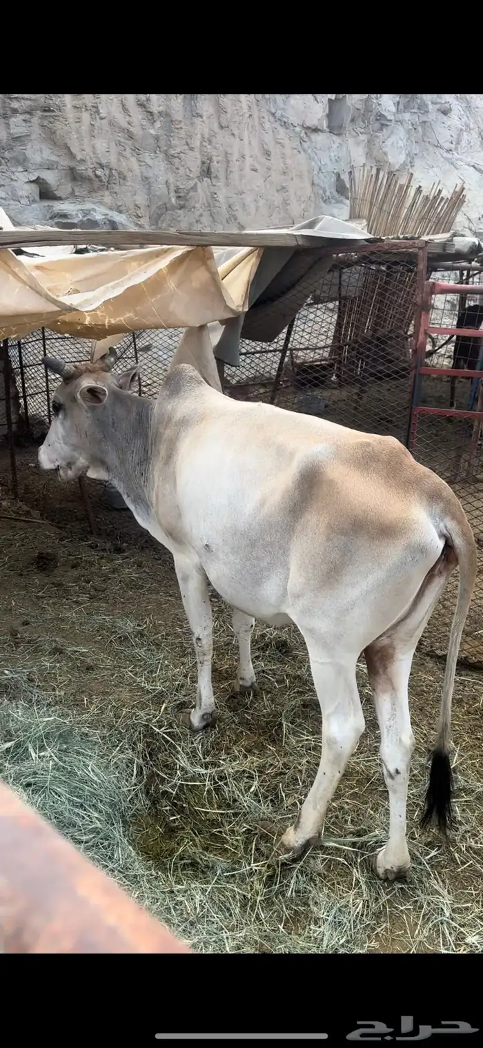 ثور وبقرة للبيع 2
