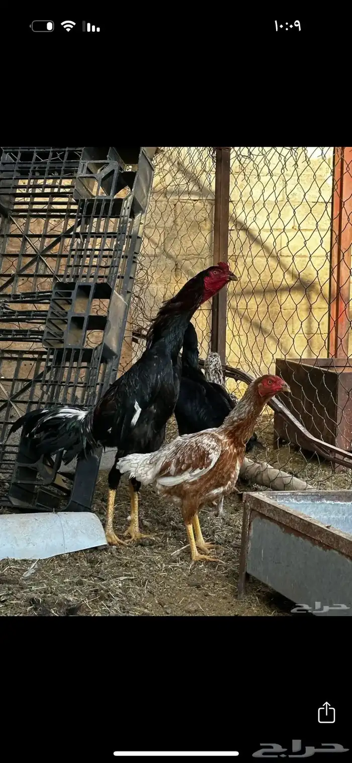 صوص دجاج باكستاني للبيع 11