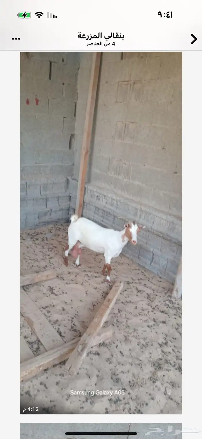 عنز للبيع 0