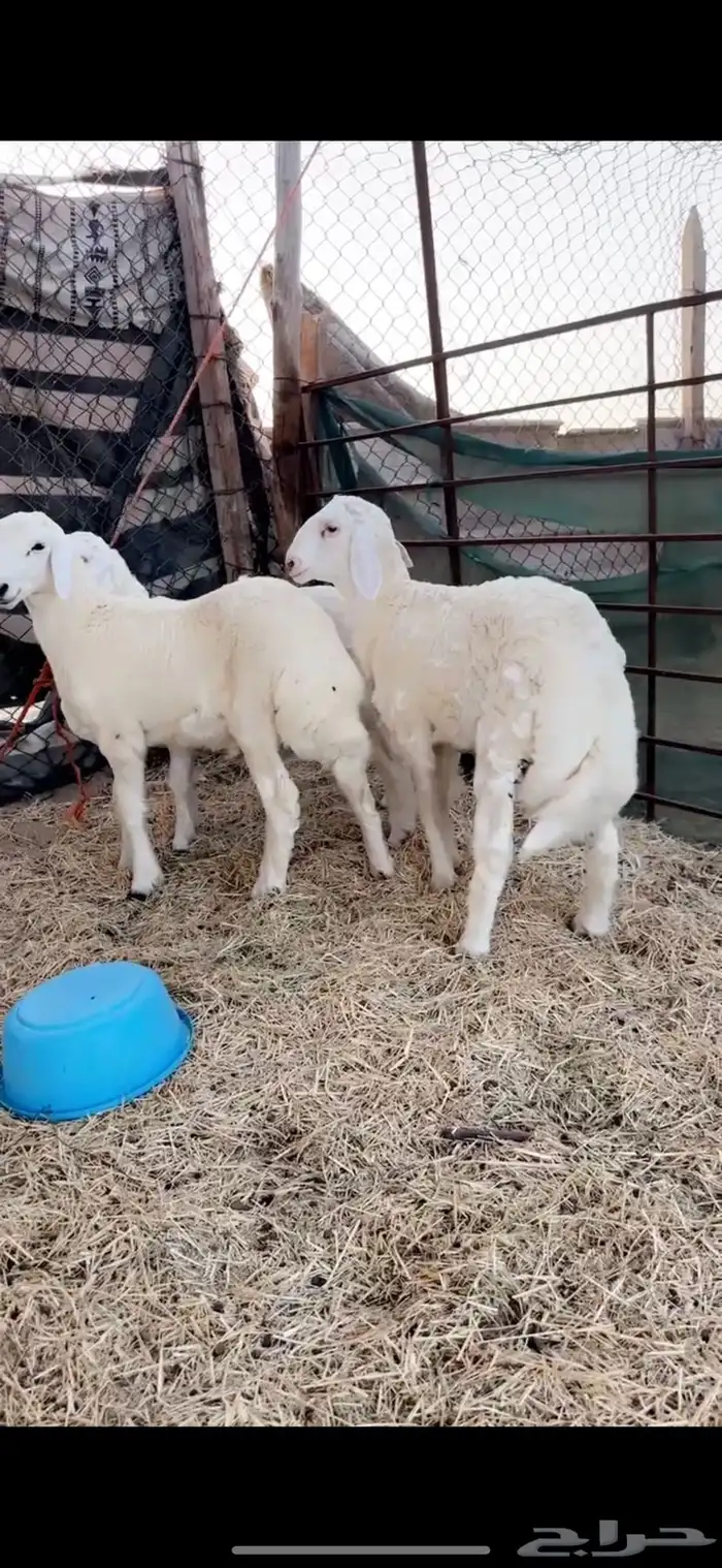 خرفان 4