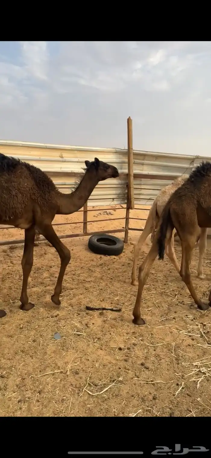 قعدان عدد 5 ثلاث مجاهيم وثنين مغاتير الخرج 5