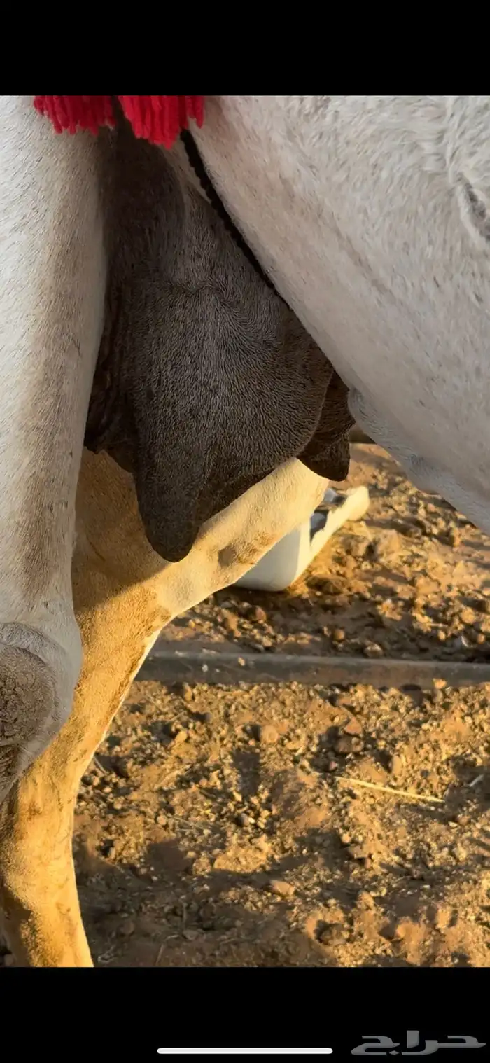 عشراء بايع ولدها امس 1