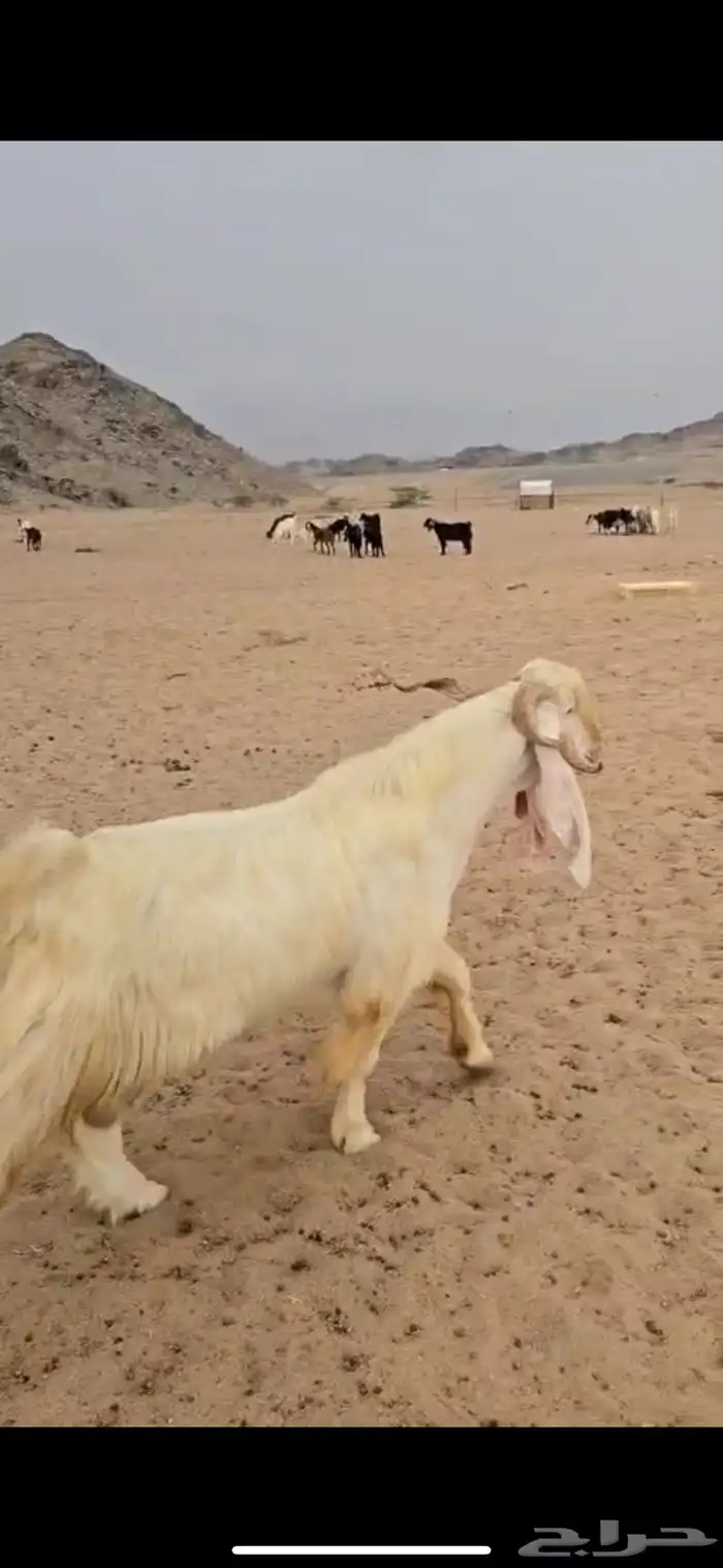 فحل عارضي 0
