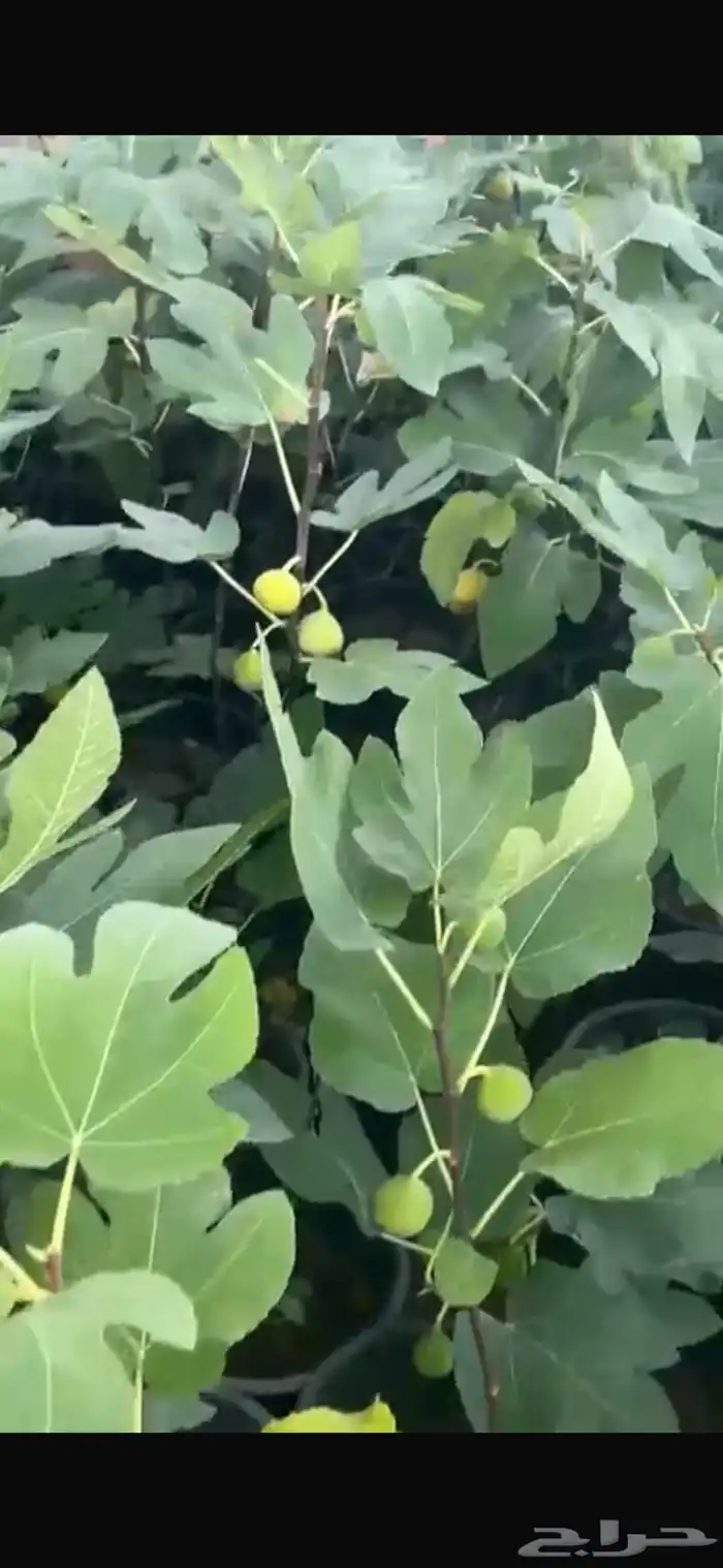 بنسيانا احجام كبيرة  ياسمين هندي  جوافة تايلندي  وسدر  وتين 9