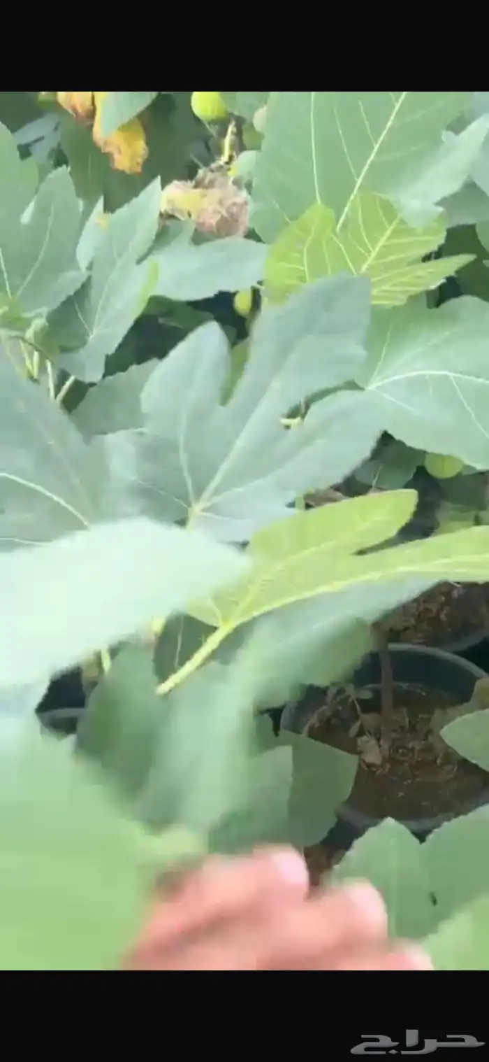 بنسيانا احجام كبيرة  ياسمين هندي  جوافة تايلندي  وسدر  وتين 8