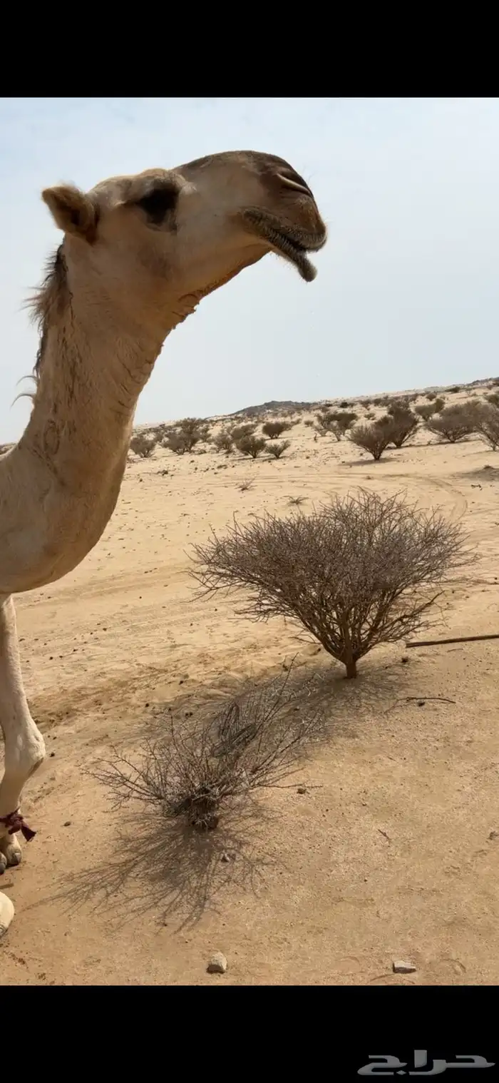 قعود طيب باتلي ثني والقعود طيب وانتاجه موجد 1