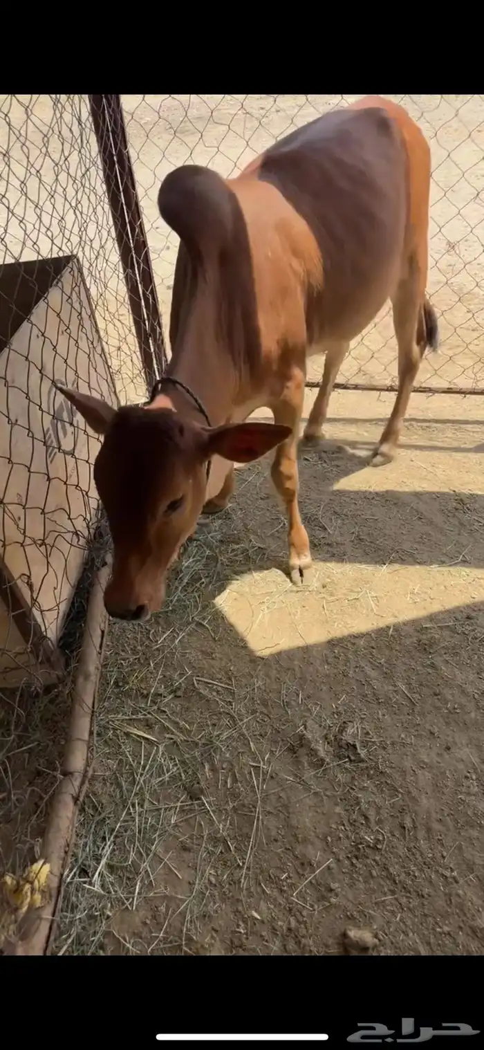 للبيع حسيله 1
