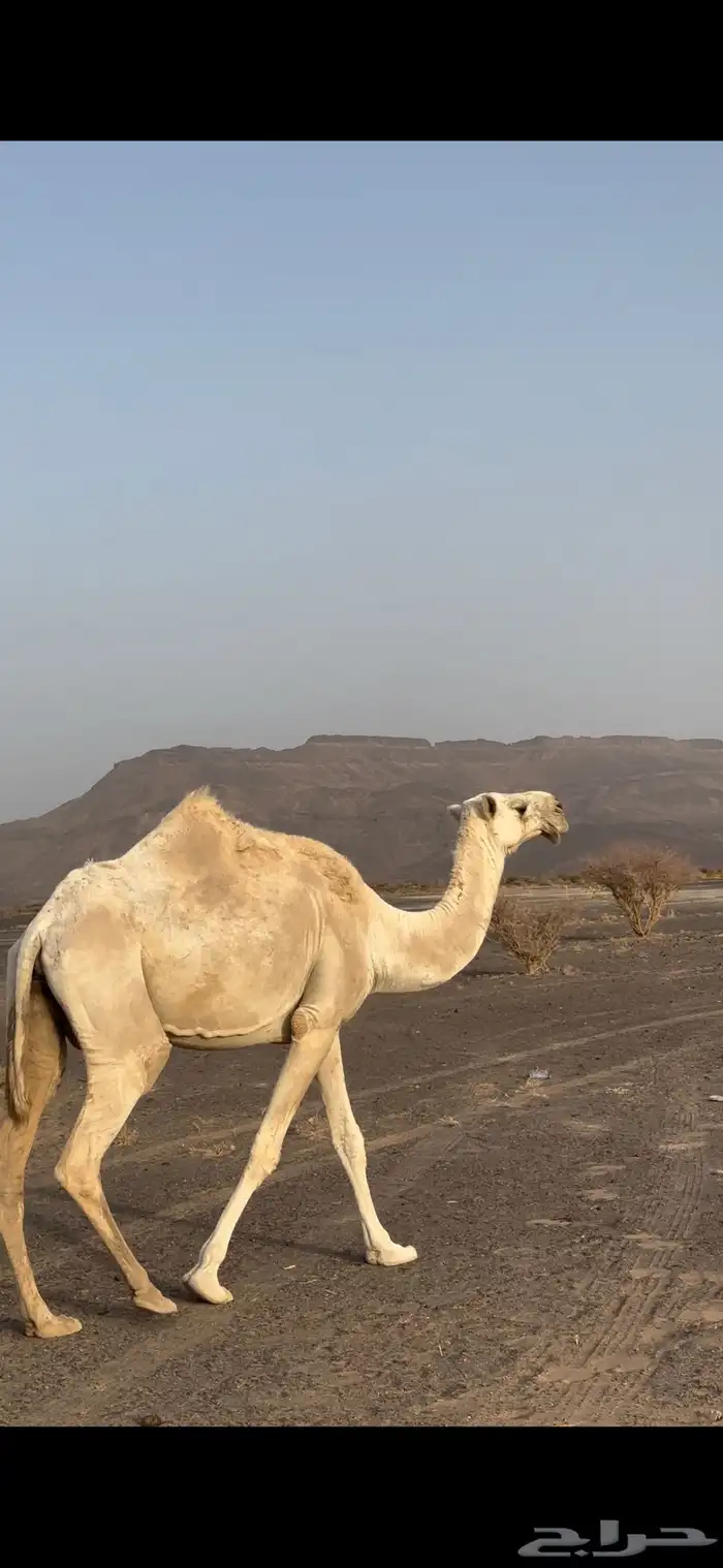 للبيع الناقه العفرا الطيبه المنتج ضروبه 5