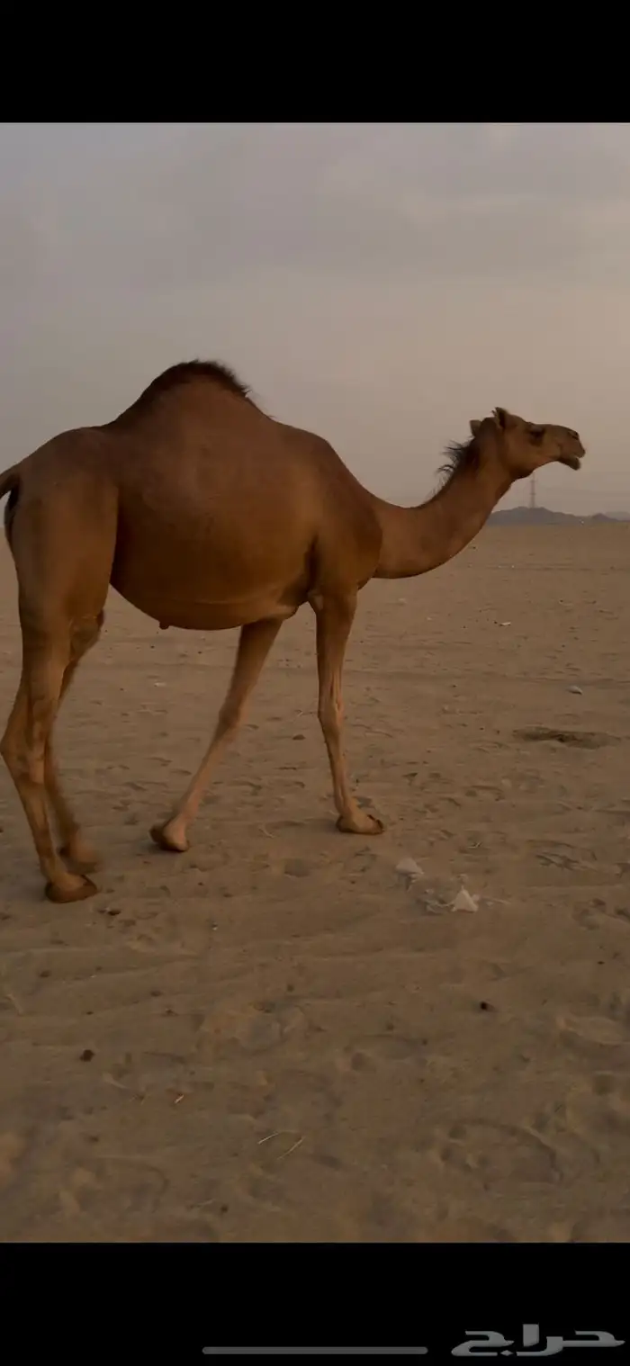 بكره بكر ساحليه ملاقي. تم البيع 4