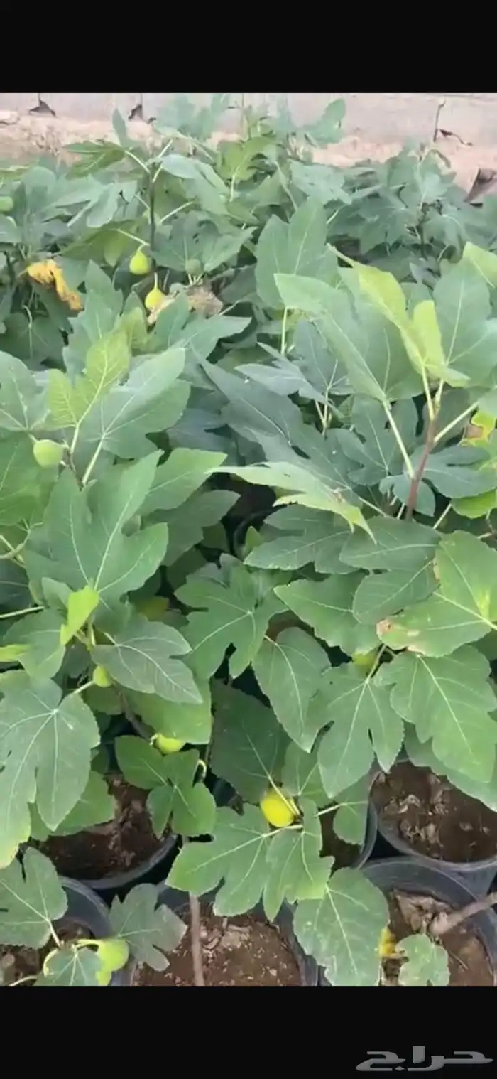 بنسيانا احجام كبيرة  ياسمين هندي  جوافة تايلندي  وسدر  وتين 13