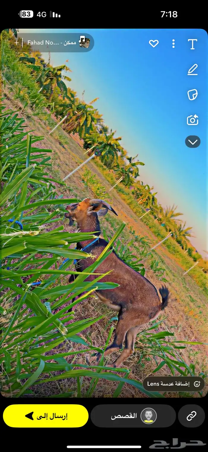 وعل تيس للبيع 0