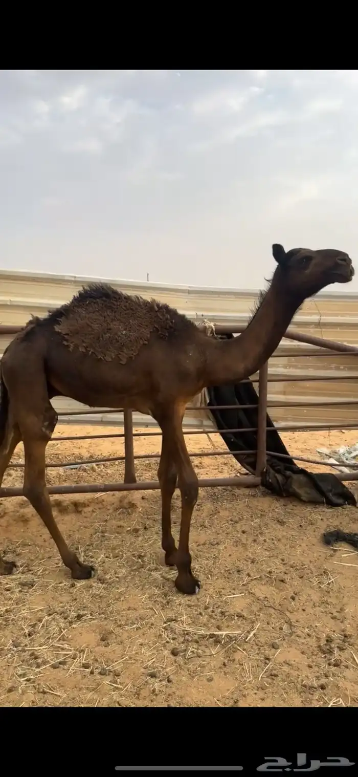 قعدان عدد 5 ثلاث مجاهيم وثنين مغاتير الخرج 4