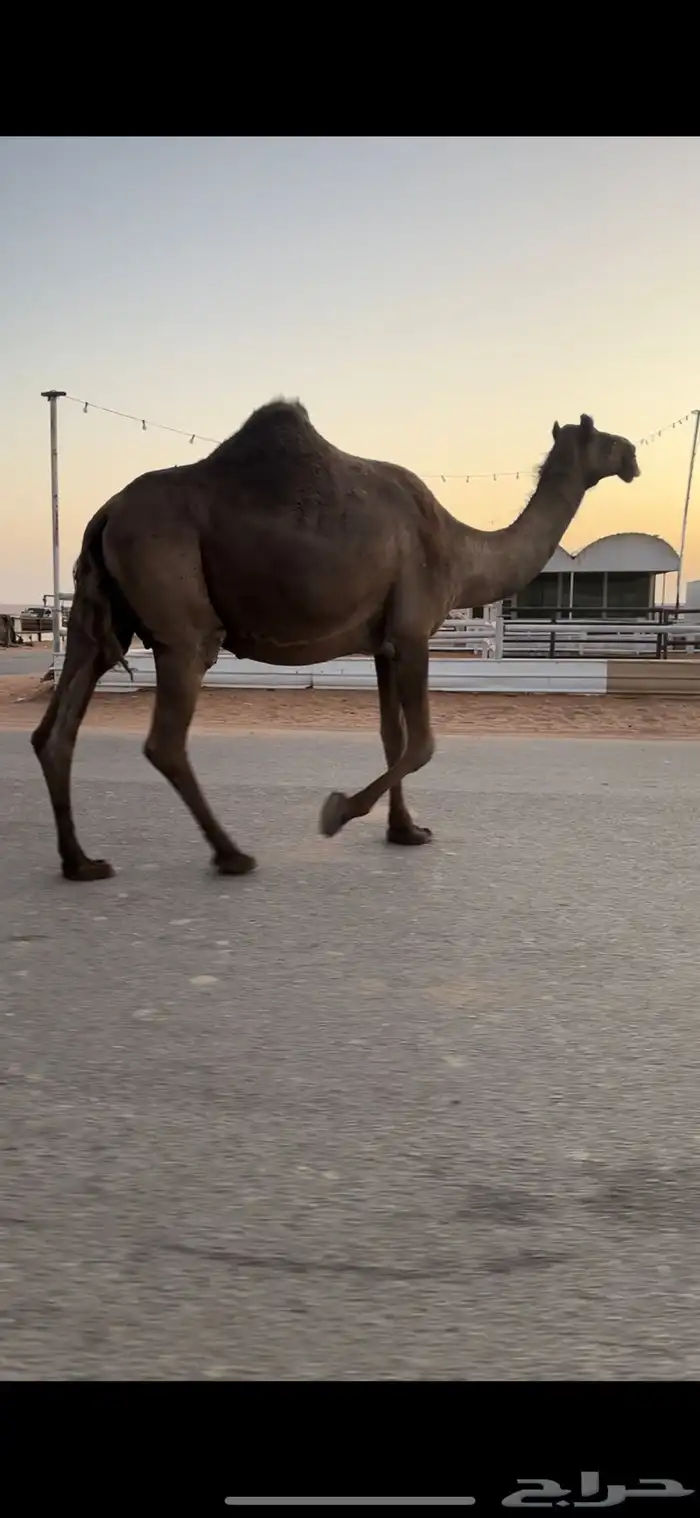 لقحه مجهم طيبه 0