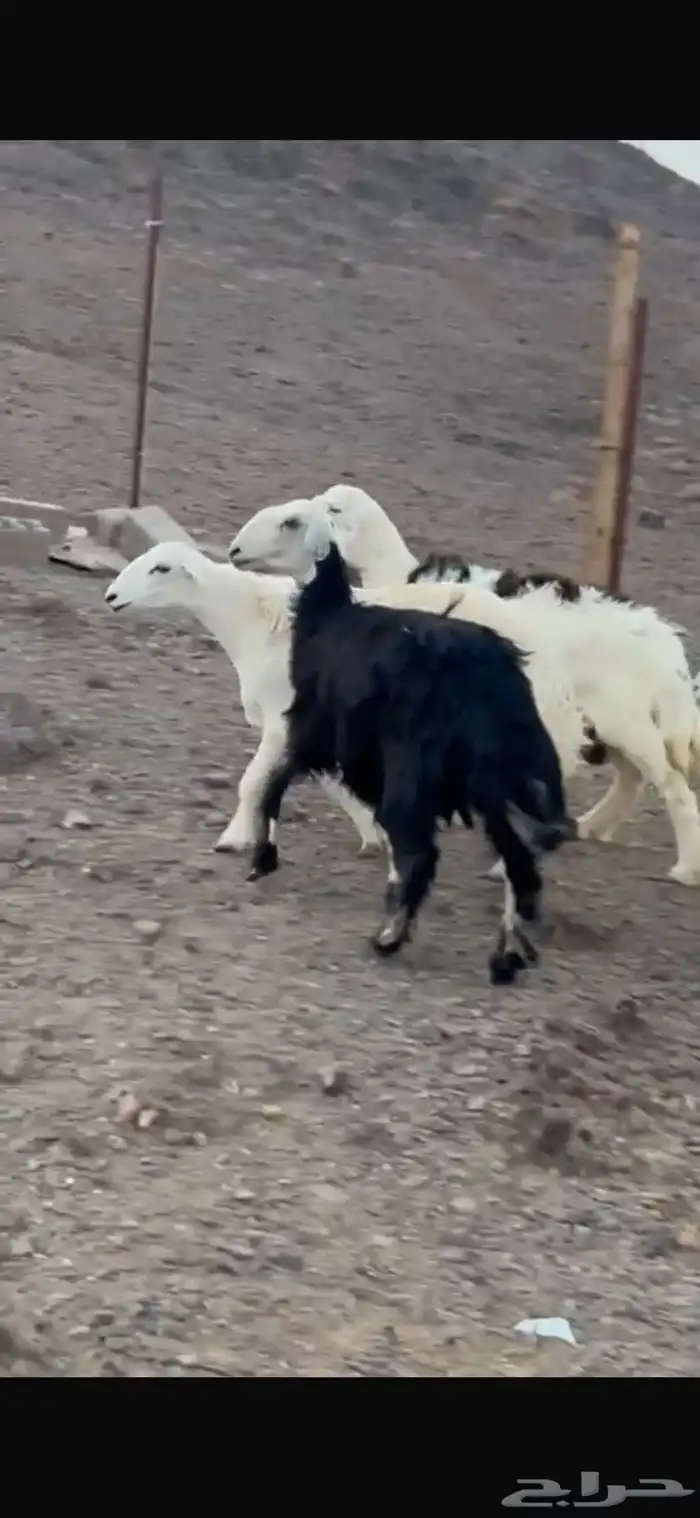 ضان حبص ول د 0