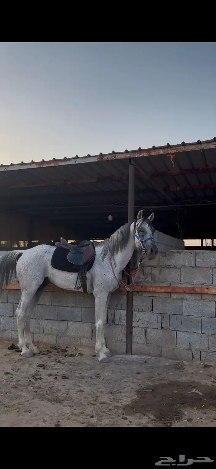 حصان عربي اصيل باوراق حصان مشاءالله جمال ورزه 2