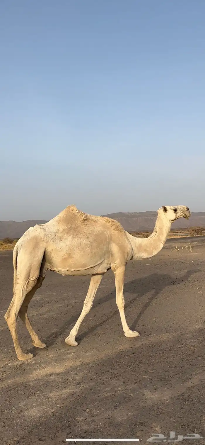 للبيع الناقه العفرا الطيبه المنتج ضروبه 4