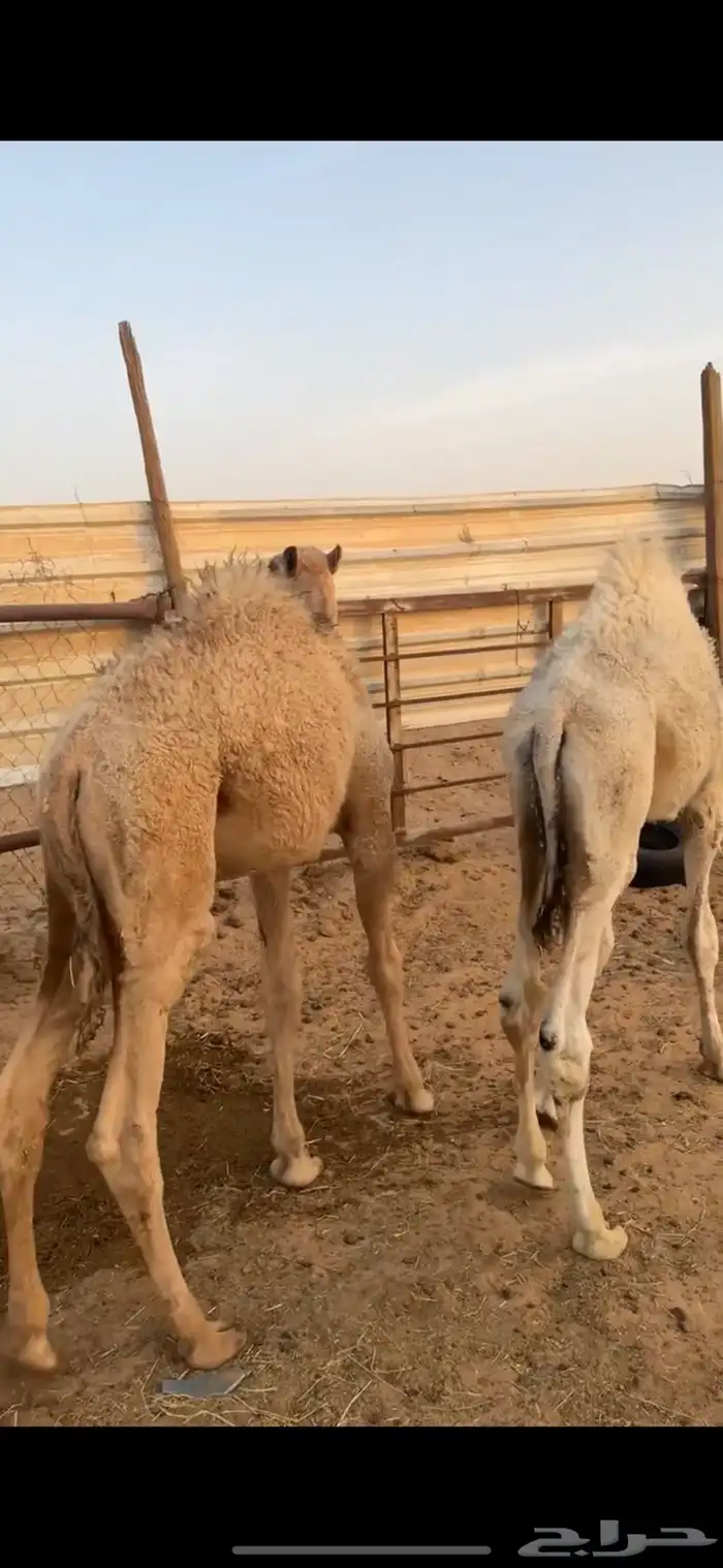 قعدان عدد 5 ثلاث مجاهيم وثنين مغاتير الخرج 7