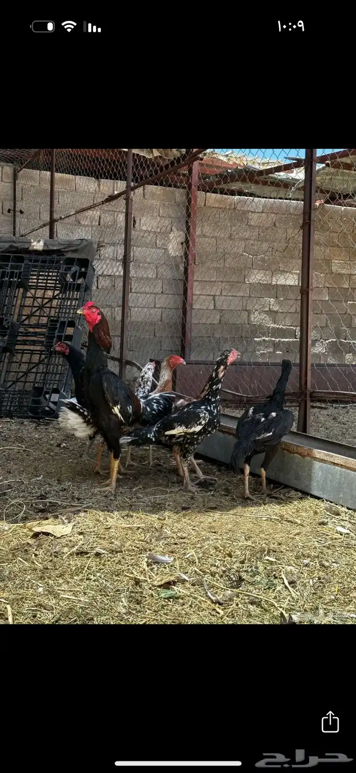 صوص دجاج باكستاني للبيع 10