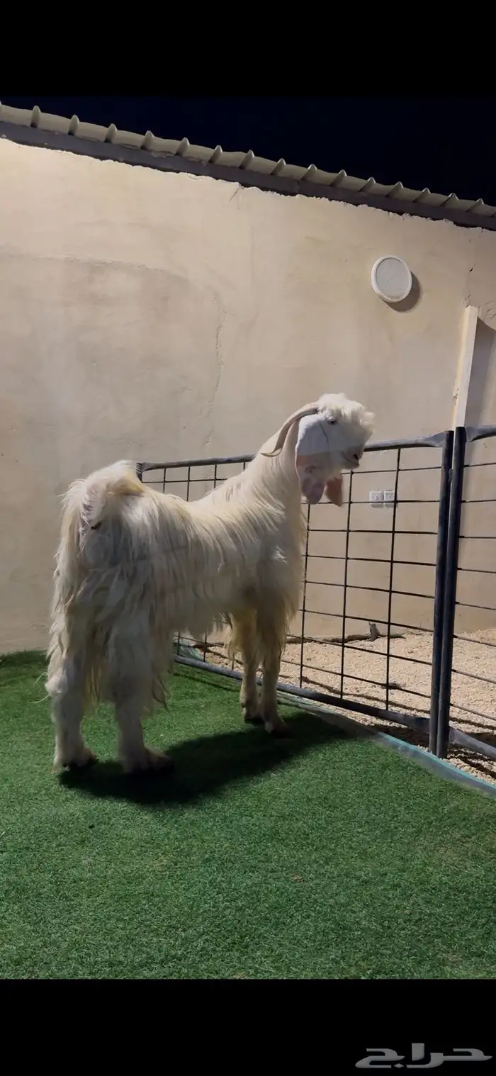تيس مطور ابيض ابرص 0