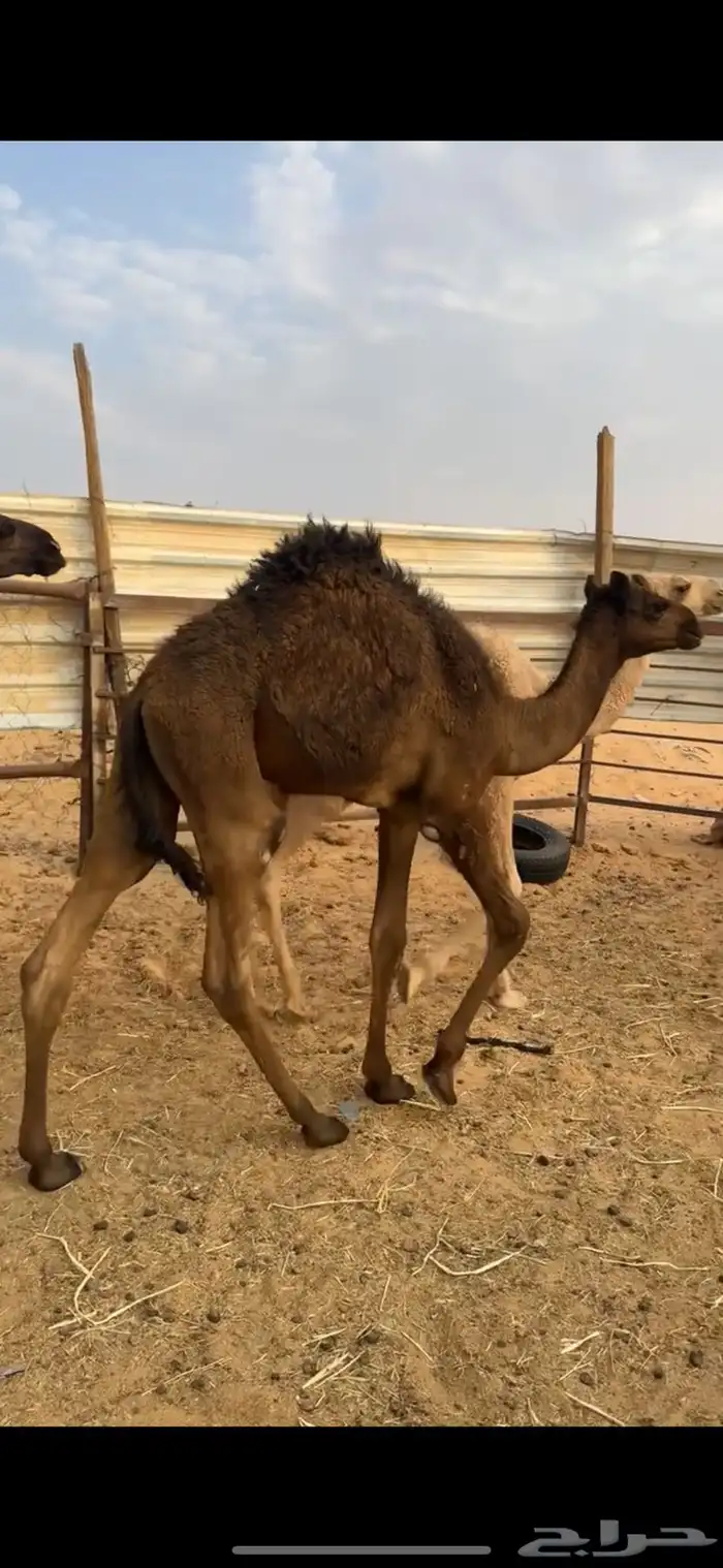 قعدان عدد 5 ثلاث مجاهيم وثنين مغاتير الخرج 1