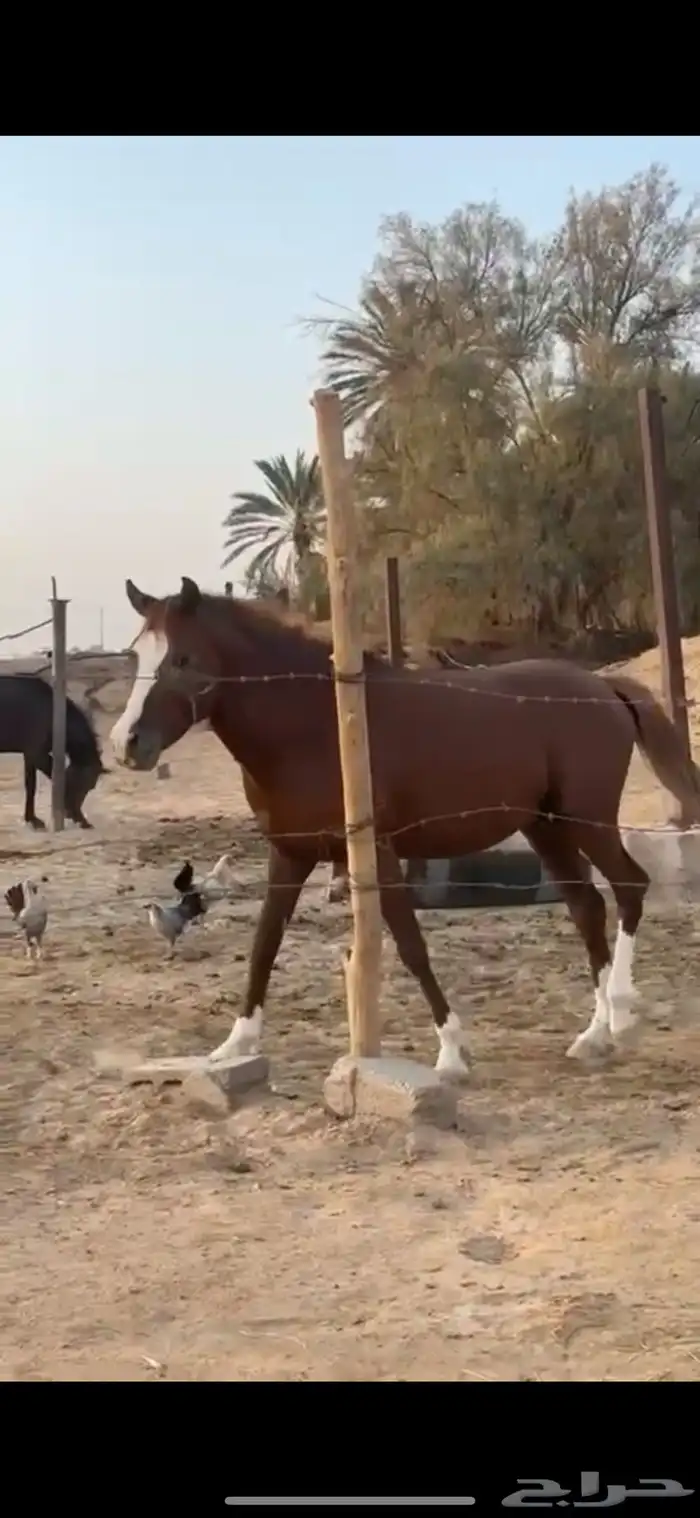 عرض فرس ومهر 0
