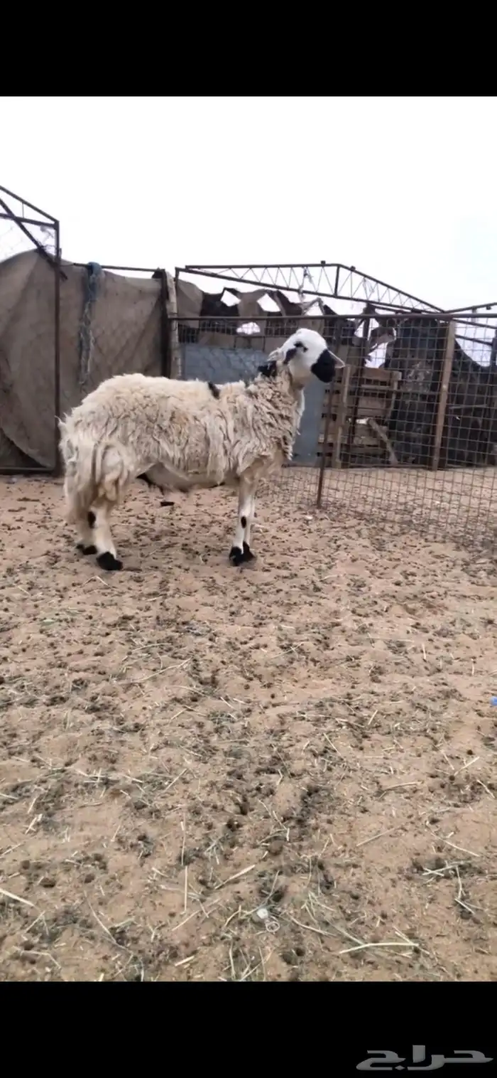 نعجه صفرا دافع شرط 3