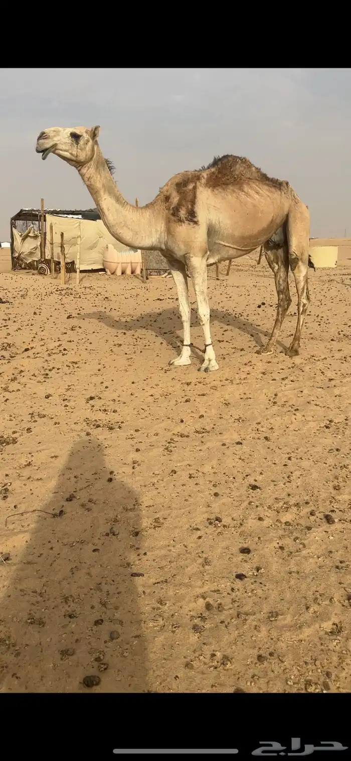 ناقه حمراء شماليه ضروبه كفوو 4