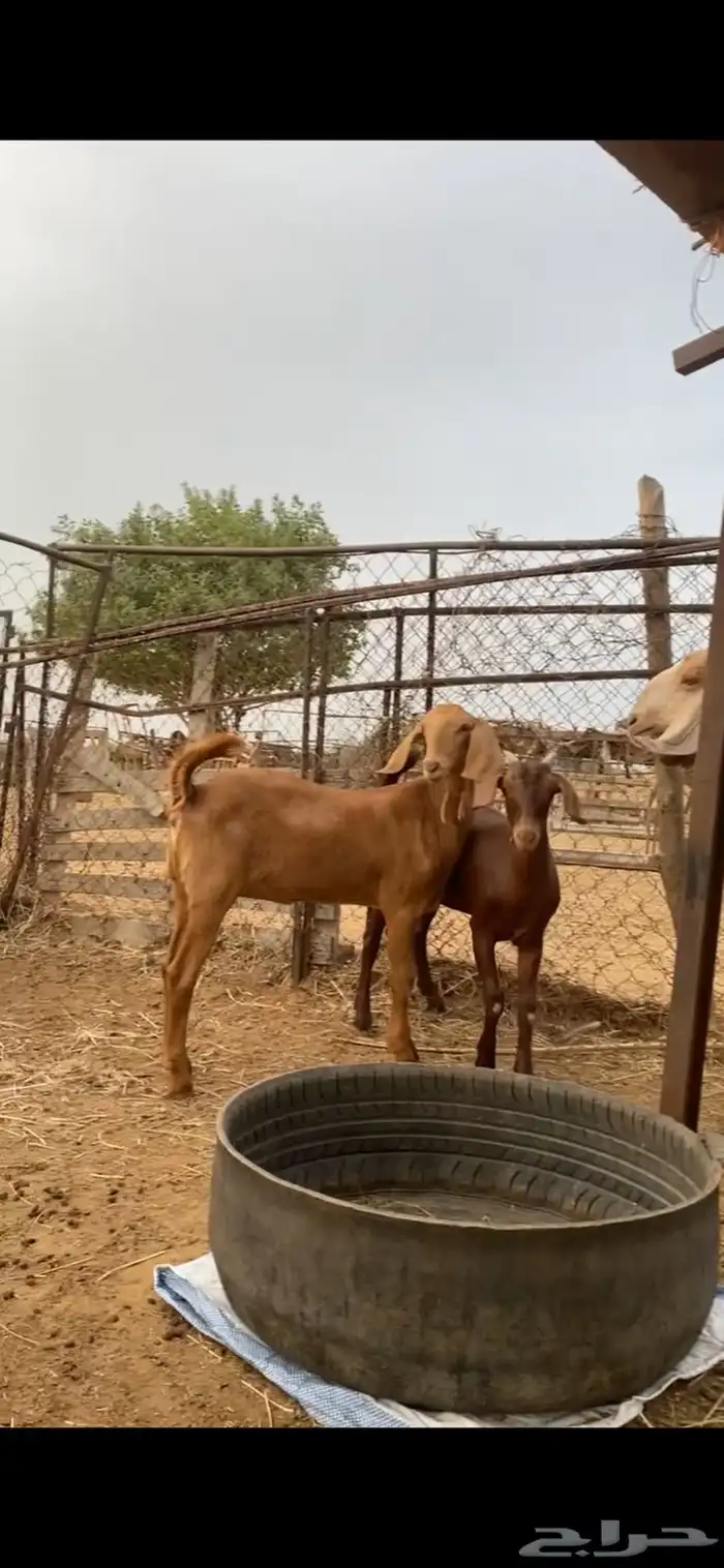 جفرتين فواخر دهم 3