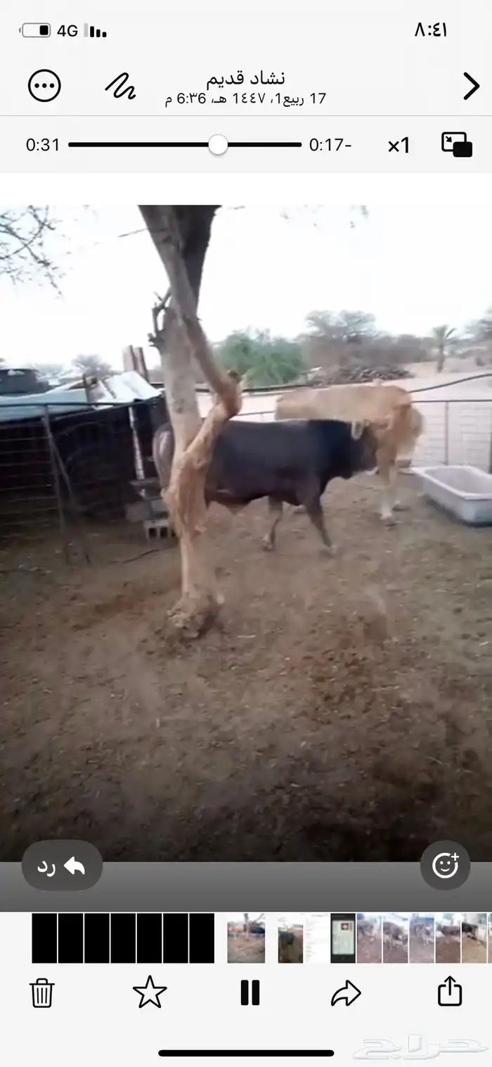 الرويضه بالعرض 1