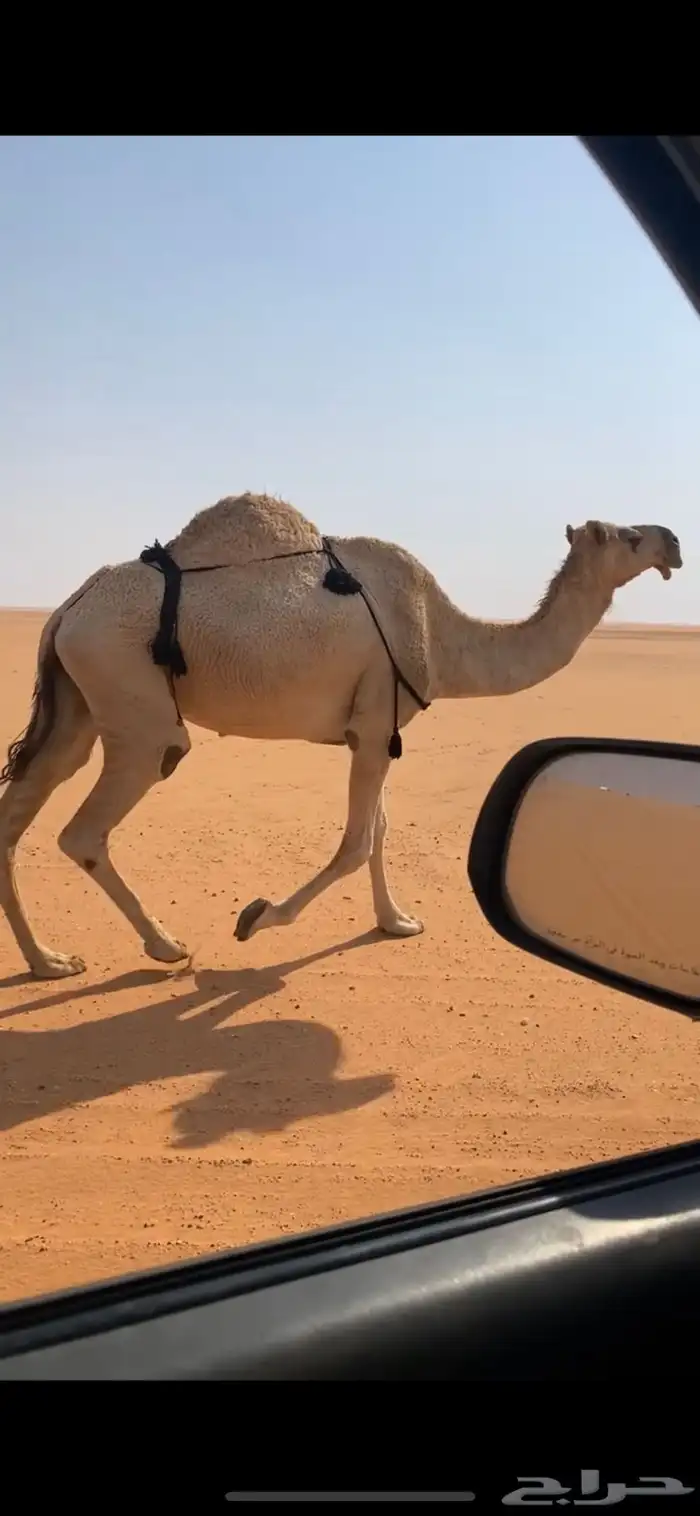 ظريبه شقحاء 1