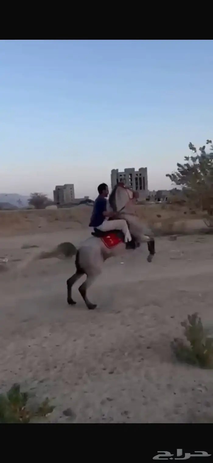 حصان شعبي شيخ طرب 1