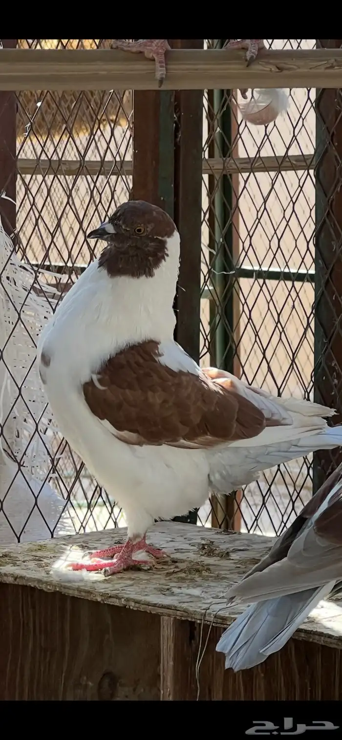 جمال طيور الحمام 0