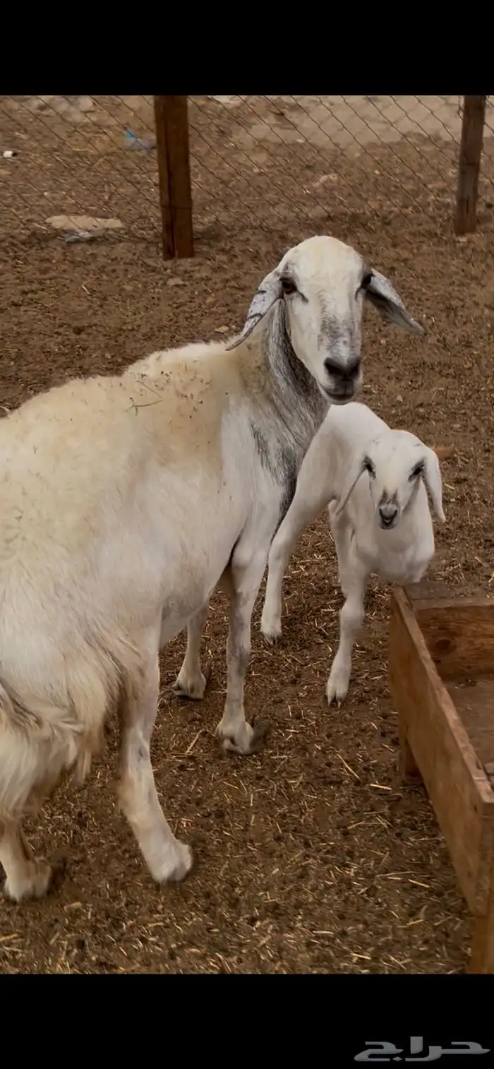نعجه حريه متبوعه 4