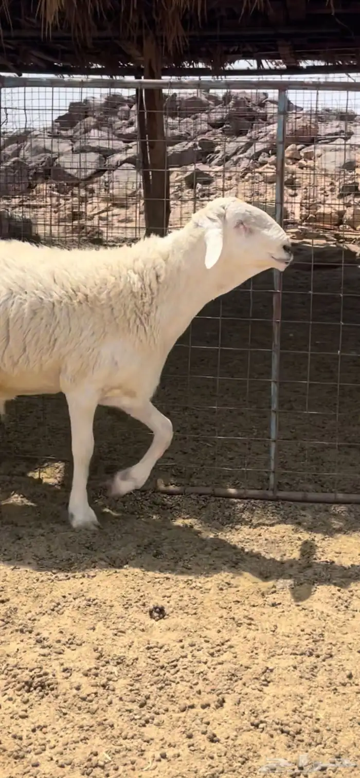 فحل حري صنف الصنف ( تم البيع ) 1