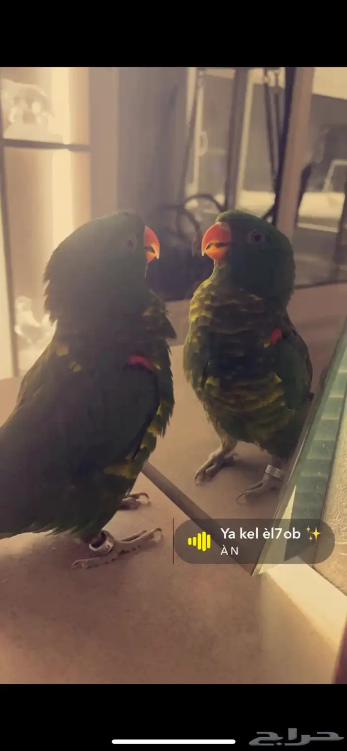 ببغاء لوري كسالي أليف جدا ولعوب ويتكلم كم كلمه 3