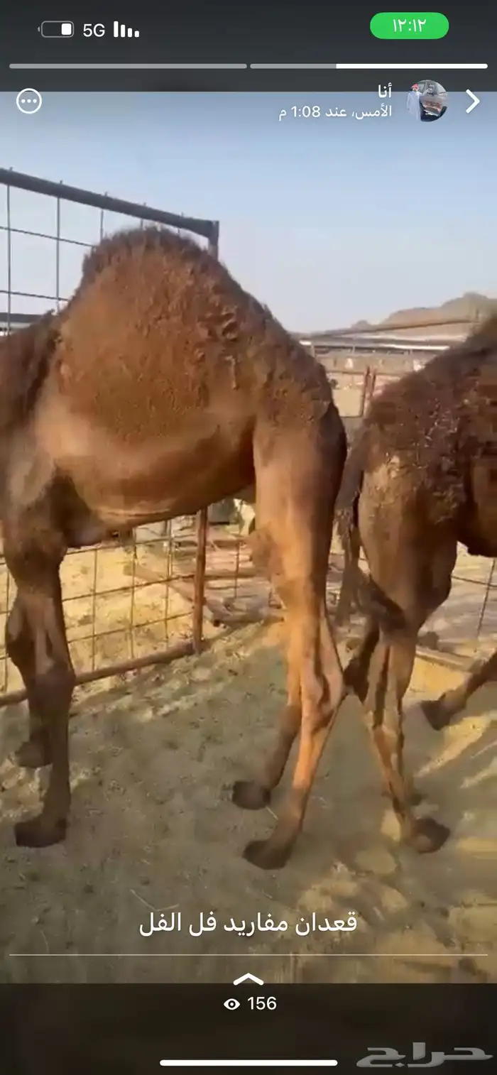 قعدان مفاريد كفو  966 53 448 9372 0