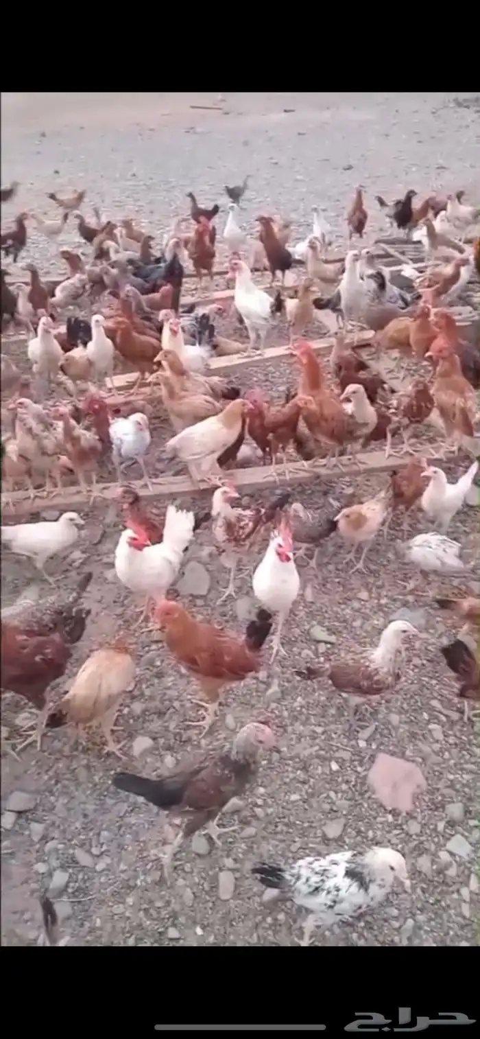 دجاج بلدي بشاير 2