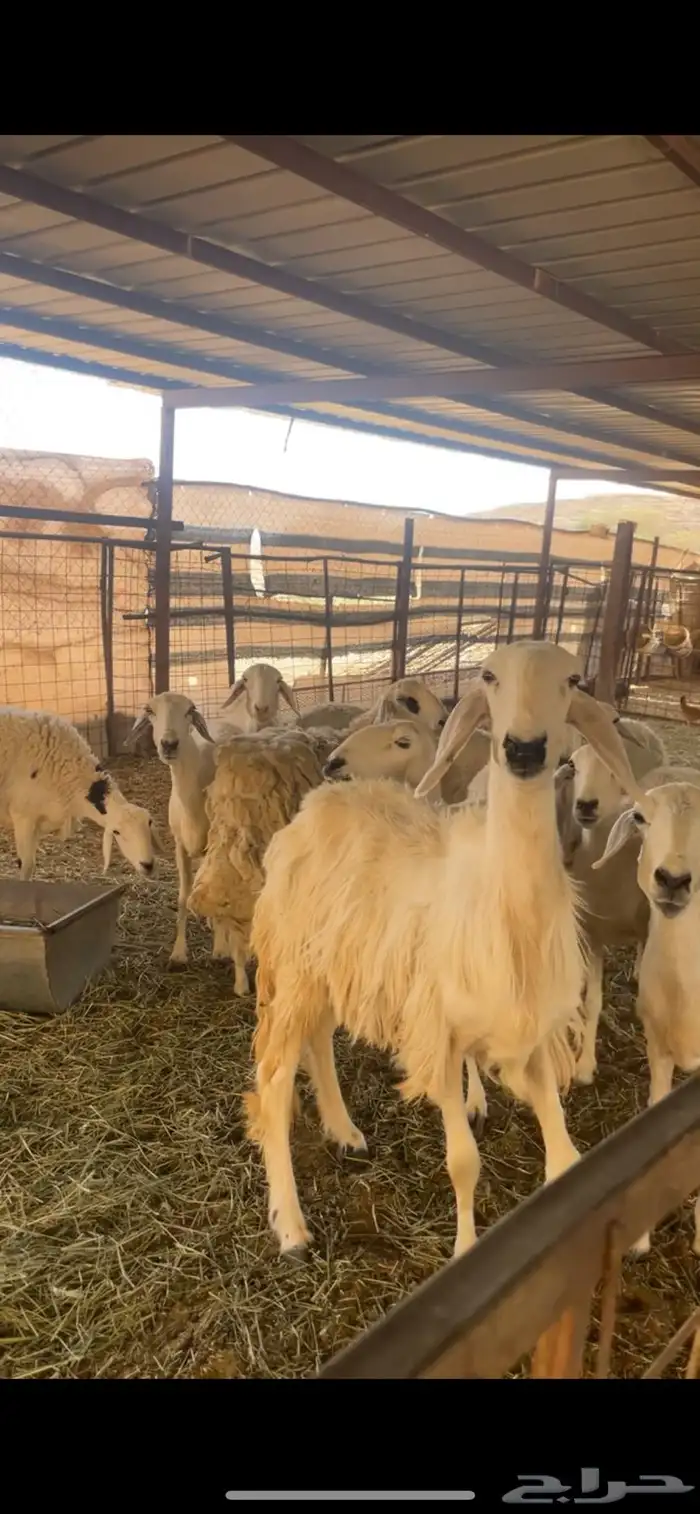 رخل حرشا دافع شرط سونار ورخل عيسيه 4