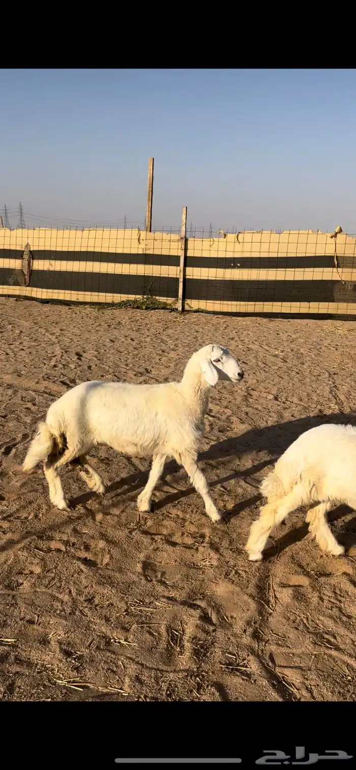 رخال طيبات 2