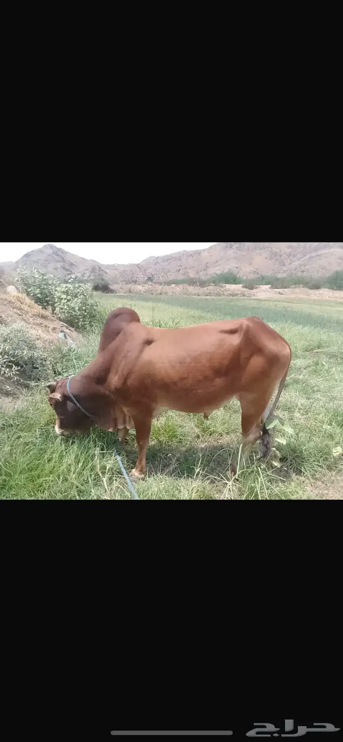 ثور فحل بلدي الموقع اضم 1