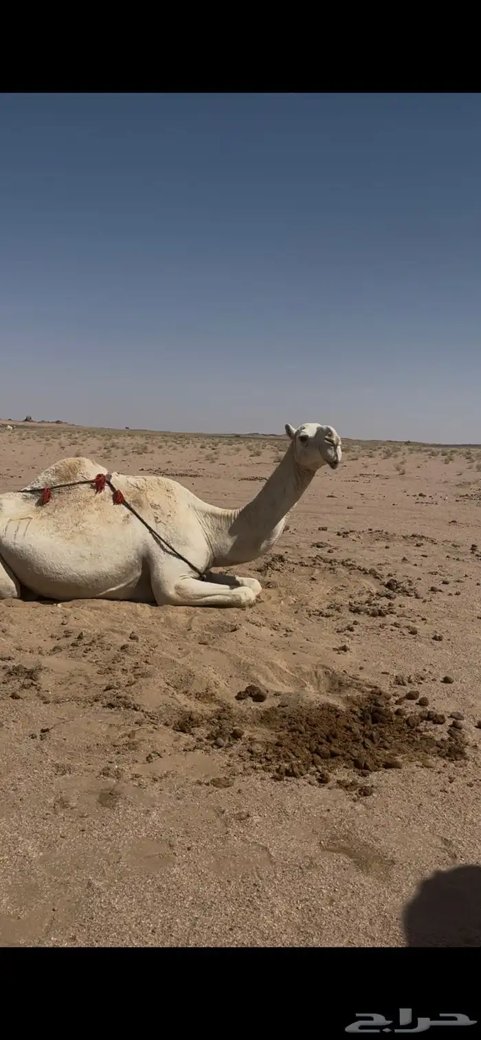عشرا عونيه طيبه 0