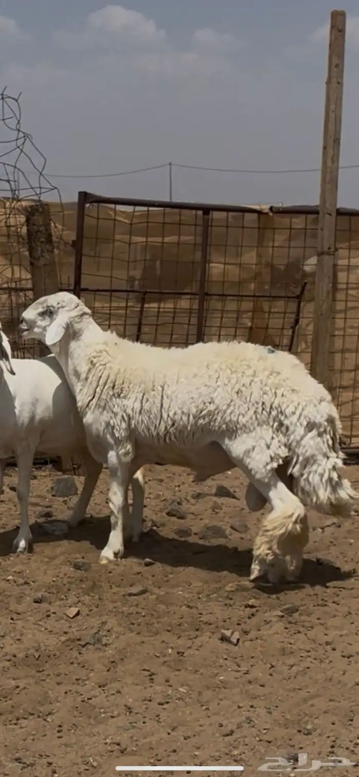 فحل حري صنف الصنف ( تم البيع ) 2