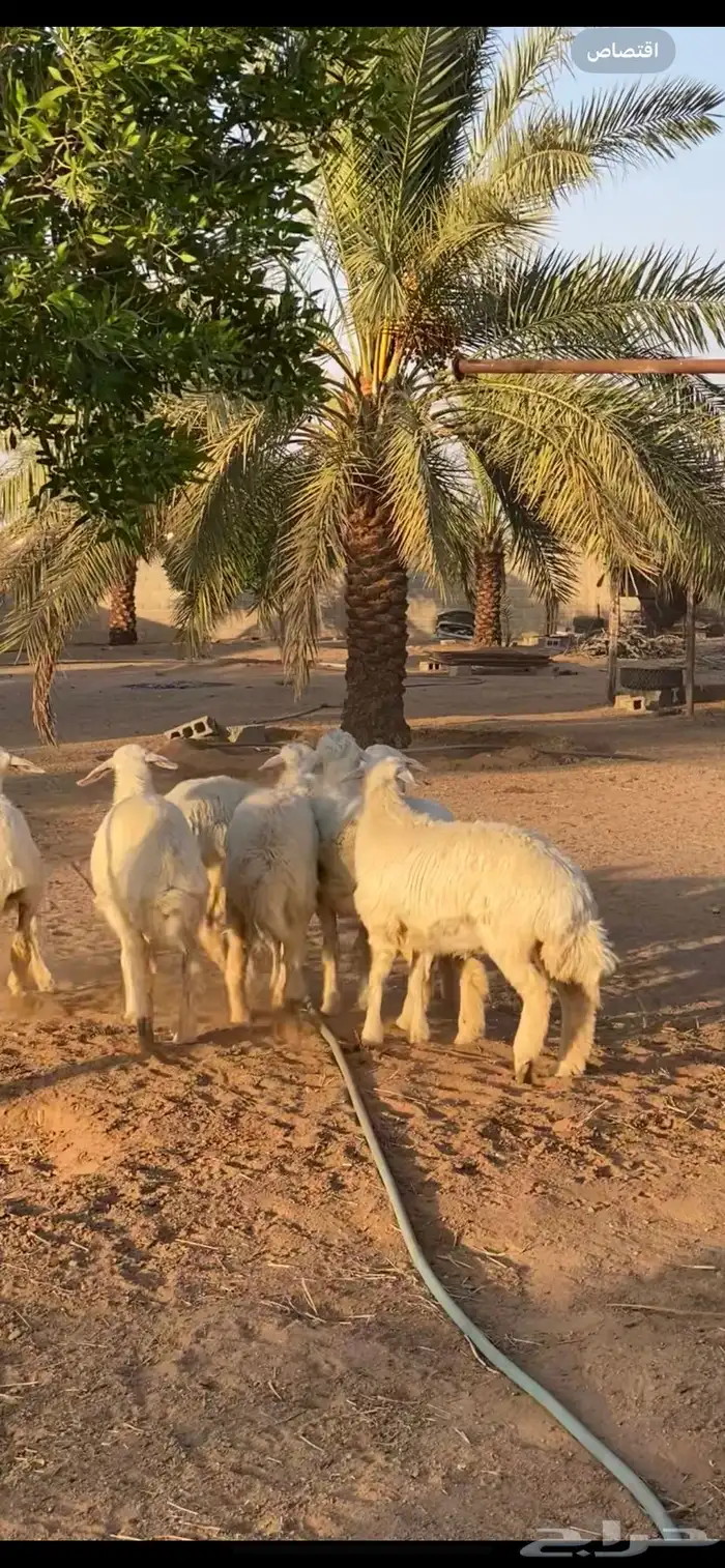 رخال جذعات 3