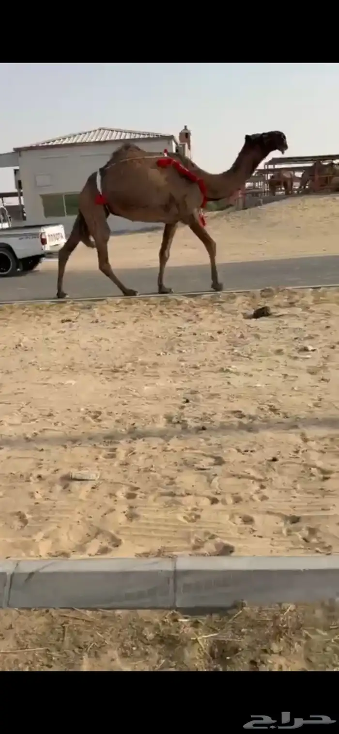 عشرا صفرا نادره معزول ولدها 0