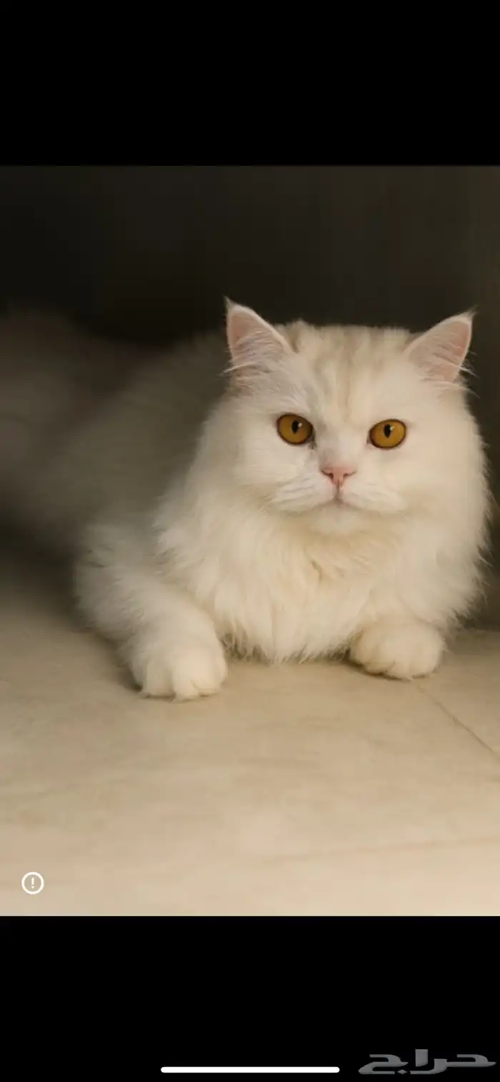 للبيع هملايا شيرازي 3