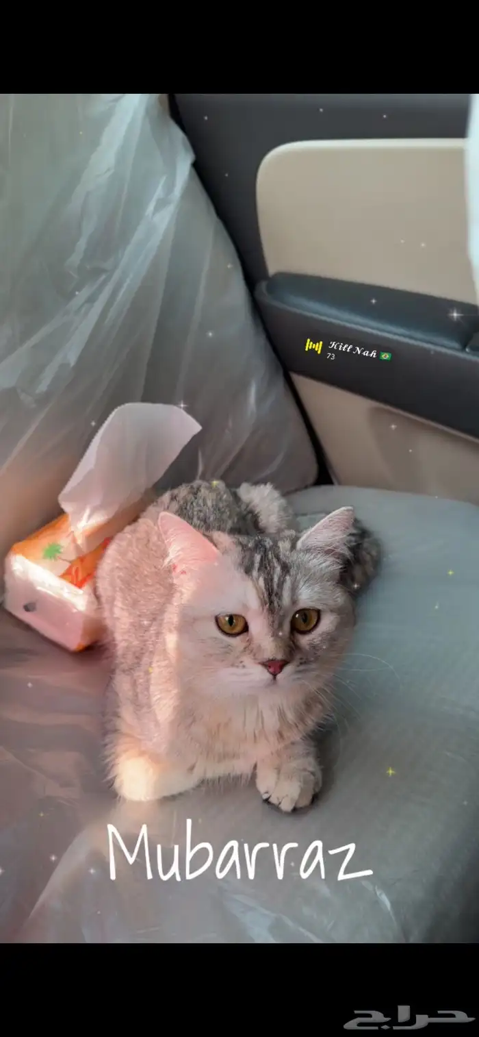 قط سكوتش ستريت 0
