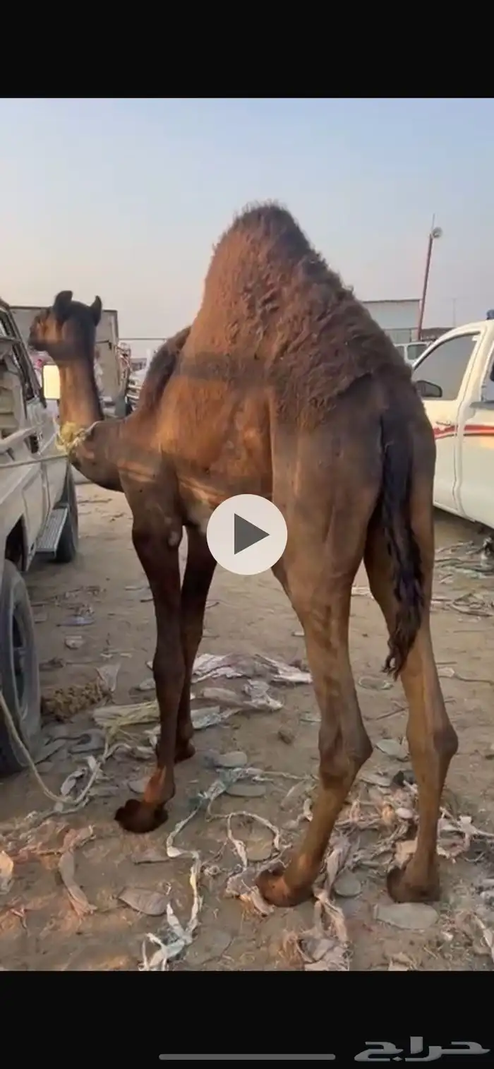 قعدان مفاريد كفو  966 53 448 9372 1