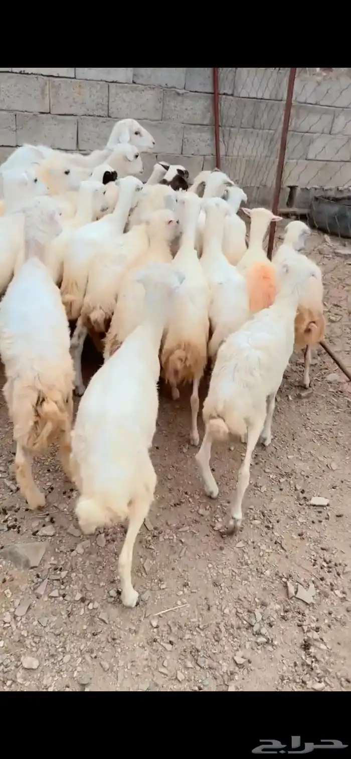 رخال وخرفان محايل عسير 0