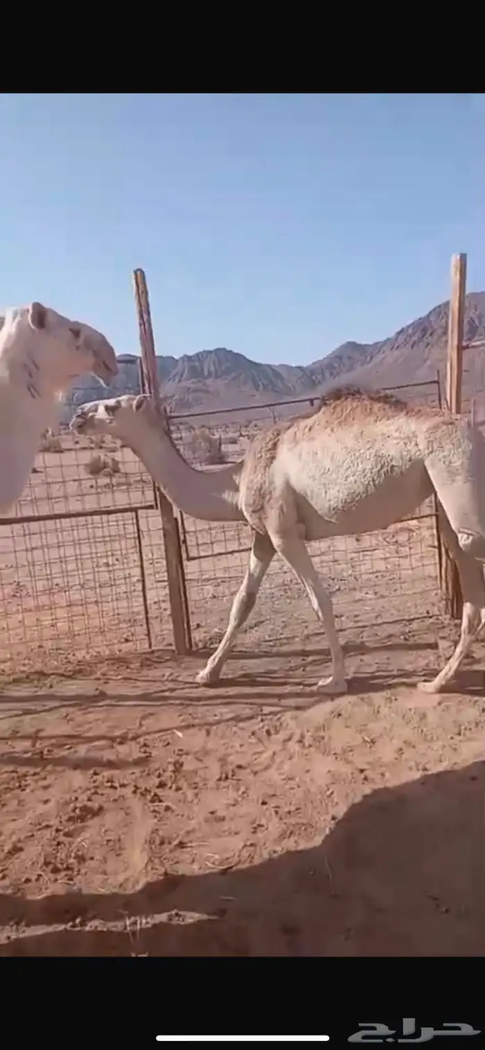 نياق للبيع والي عنده بدل بسياره اقبل 7