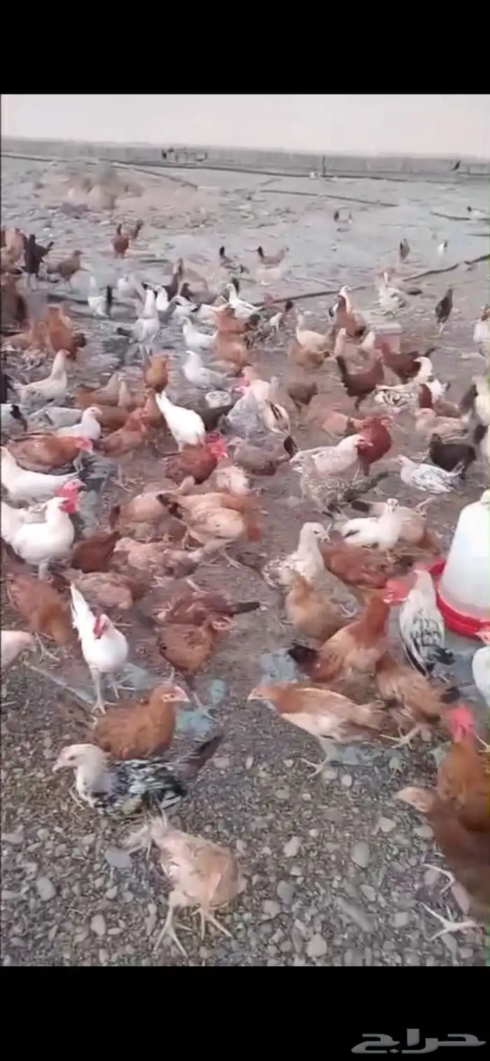 دجاج بلدي بشاير 0